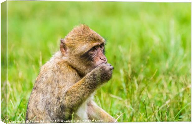 Barbary macaque enjoying some grapes Canvas Print by Jason Wells