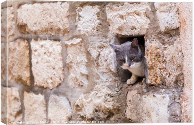 Cat peering out Canvas Print by Jason Wells