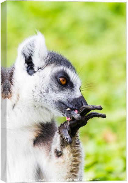 Ring-tailed lemur cleaning itself Canvas Print by Jason Wells