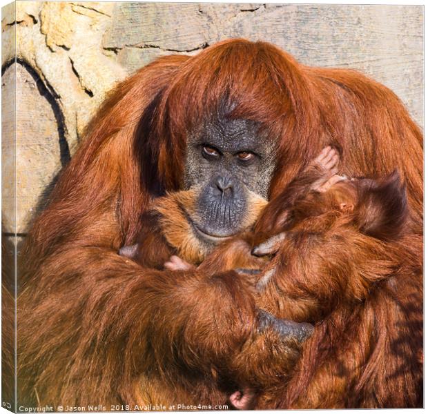 Mother and baby Sumatran Orangutans Canvas Print by Jason Wells