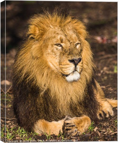 Asiatic lion in the sunshine Canvas Print by Jason Wells