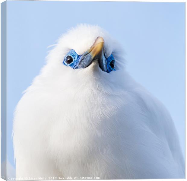 Close up of a Bali starling Canvas Print by Jason Wells