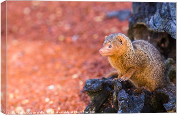 Common dwarf mongoose peers out of a log Canvas Print by Jason Wells