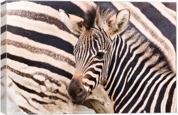 Mother & baby zebra Canvas Print by Jason Wells