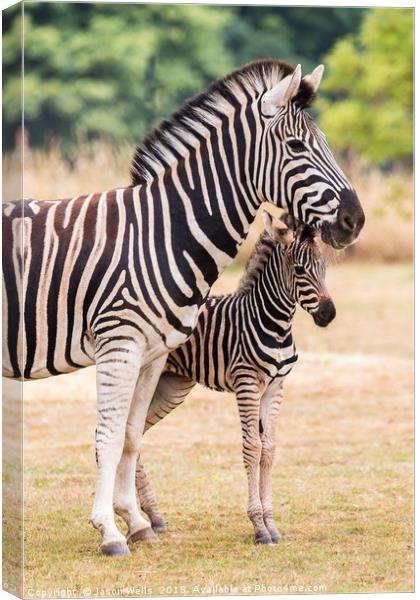 Mother & baby zebra Canvas Print by Jason Wells