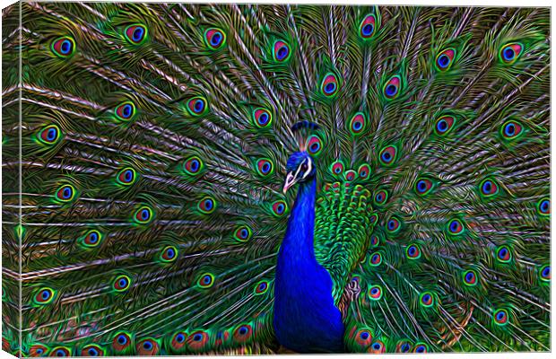 Spreading its wings Canvas Print by Jason Wells