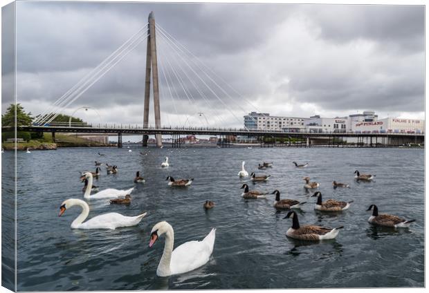 Swans and geese on Southport Marina Canvas Print by Jason Wells