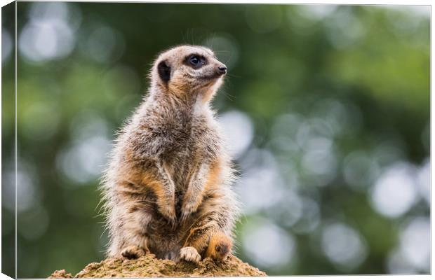 Meerkat perched on a rock Canvas Print by Jason Wells