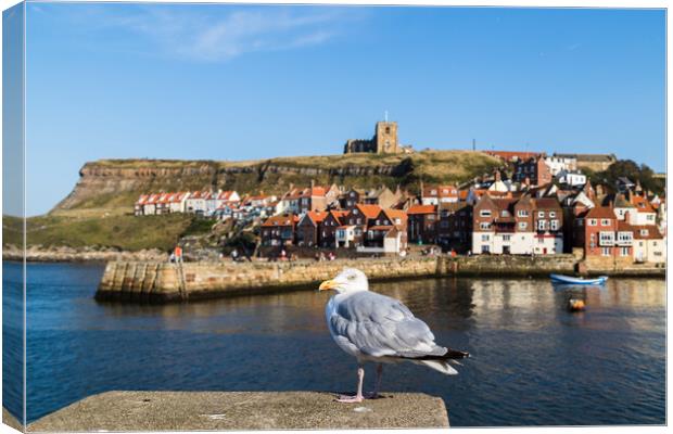 Sea gull in Whitby Canvas Print by Jason Wells