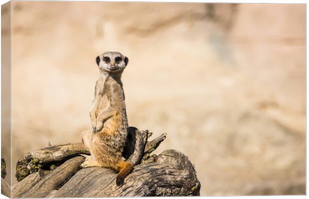 Meerkat perched on dry wood Canvas Print by Jason Wells