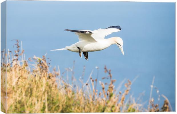 Northern gannet flying above the top of the cliff Canvas Print by Jason Wells