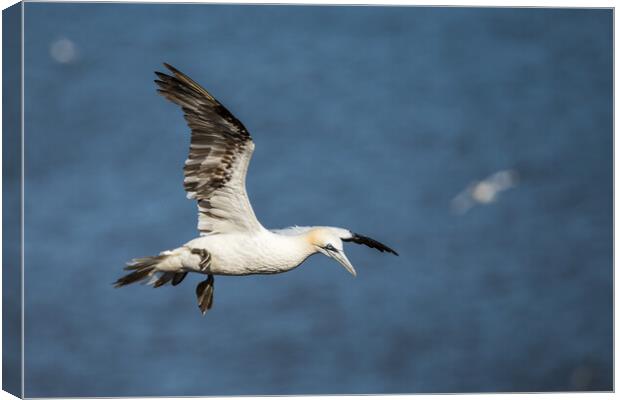 Northern gannet flying above the top of the cliff Canvas Print by Jason Wells