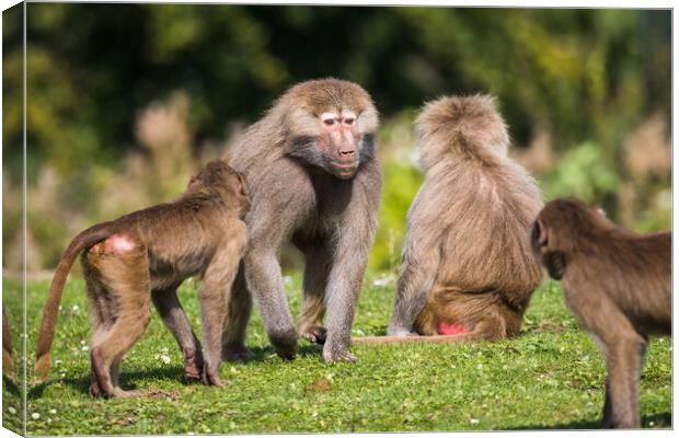 Adult Hamadryas baboon showing whos in charge Canvas Print by Jason Wells
