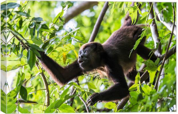 Howler Monkey foraging in the trees Canvas Print by Jason Wells