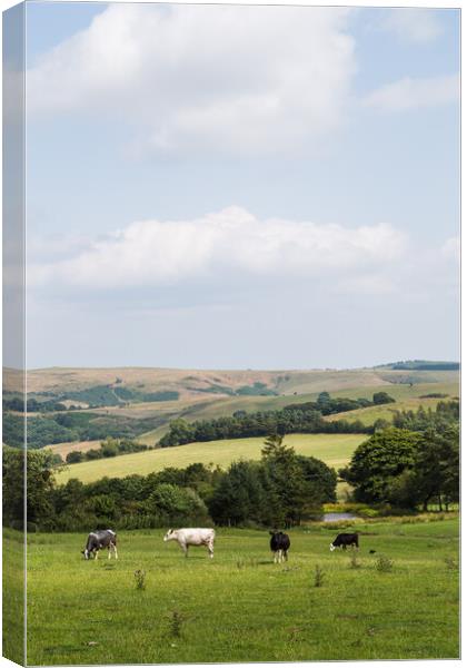 Cattle on the plains of Stiperstones National Natu Canvas Print by Jason Wells