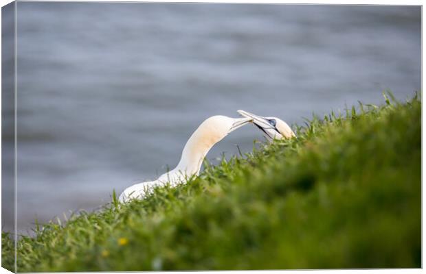 Northern gannet pair exchanging grass for their nest Canvas Print by Jason Wells