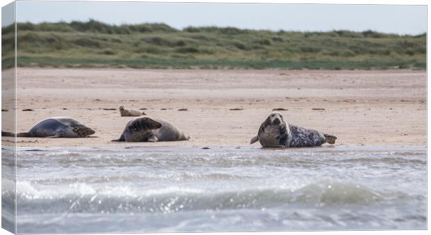 Family of grey seals Canvas Print by Jason Wells