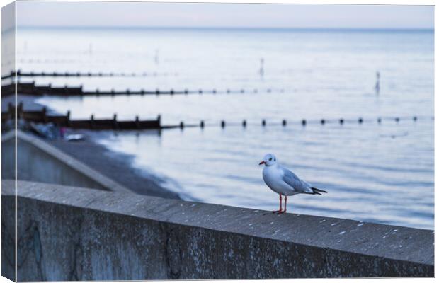 Sea gull stood on the sea wall of Sheringham Canvas Print by Jason Wells