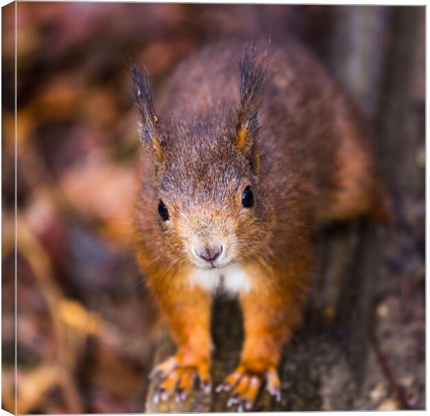 Up close with a Red squirrel Canvas Print by Jason Wells