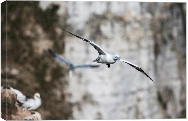 Northern gannet filling the frame Canvas Print by Jason Wells