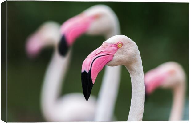 Greater flamingos Canvas Print by Jason Wells