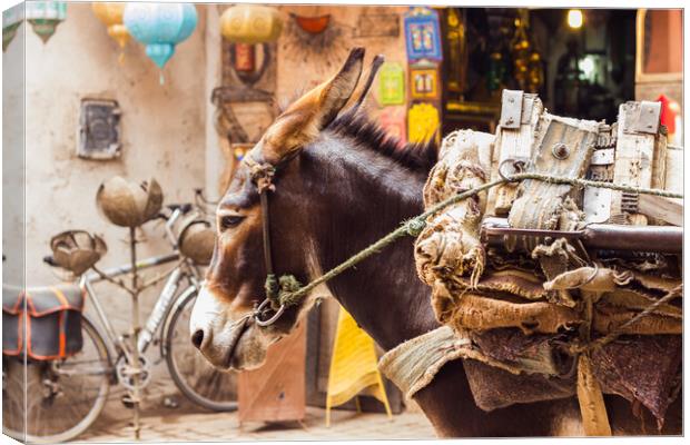 Mule tired up in Marrakesh Canvas Print by Jason Wells