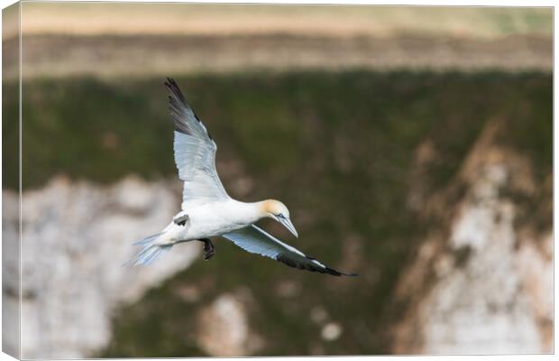 Northern gannet slows into the wind Canvas Print by Jason Wells