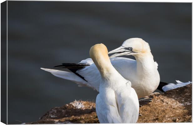 Northern gannet pair exchanging grass for their nest Canvas Print by Jason Wells