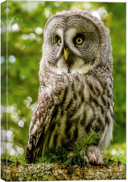 Great Grey Owl Canvas Print by David Knowles