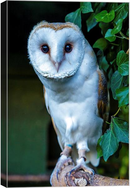 Barn Owl Canvas Print by David Knowles