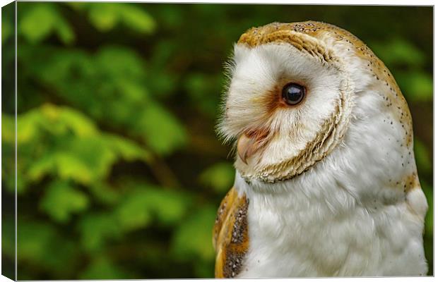 Barn owl looking right Canvas Print by David Knowles