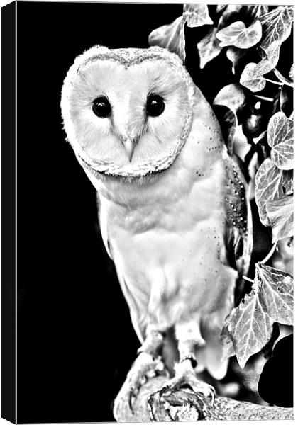 Barn owl in Black and White Canvas Print by David Knowles