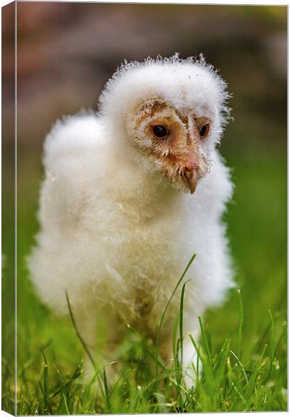 Barn Owl Chick Canvas Print by David Knowles