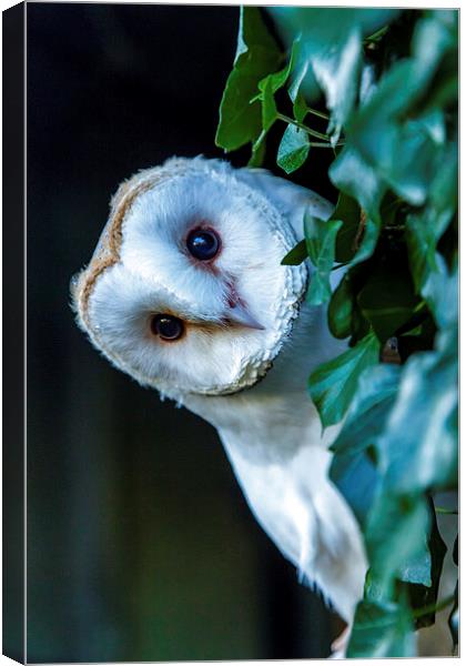 Curious Barn Owl Canvas Print by David Knowles