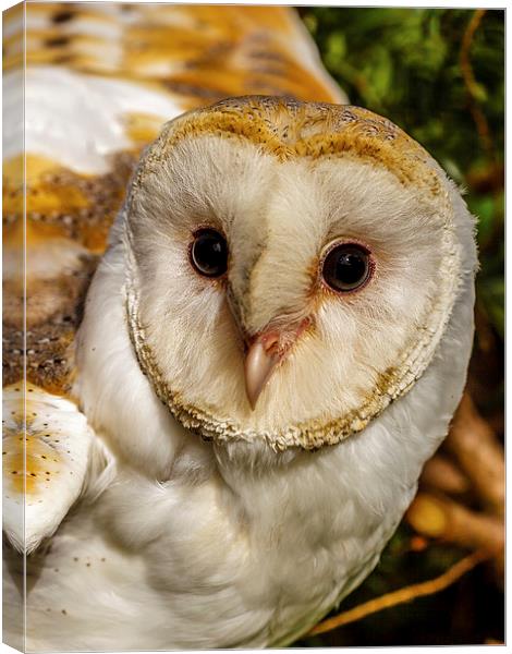 eyes of a barn owl Canvas Print by David Knowles