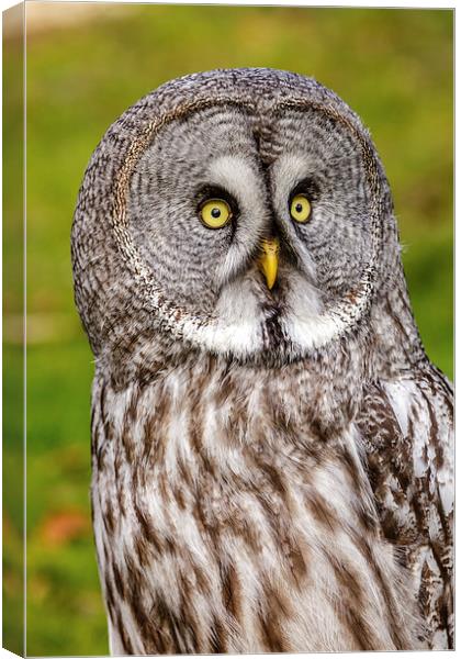 Great Grey Owl facial disc Canvas Print by David Knowles
