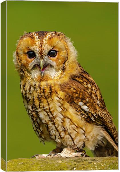 Baby Tawny Owl Canvas Print by David Knowles