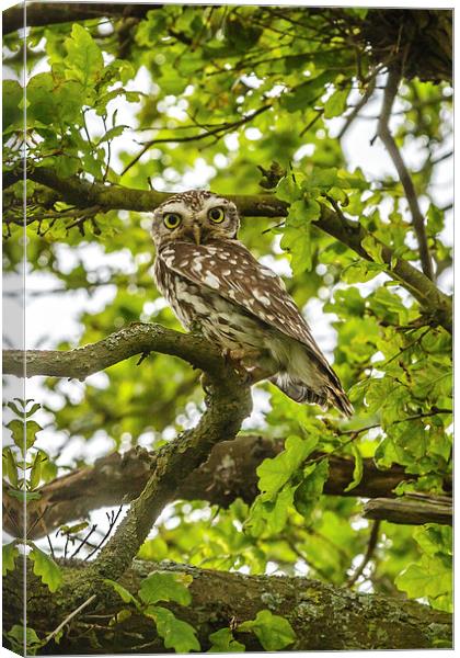 Staring Little Owl Canvas Print by David Knowles