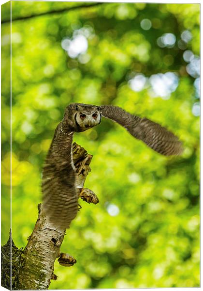 Southern White faced Owl Canvas Print by David Knowles