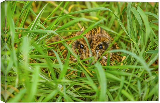 Short eared Owl hiding in grass Canvas Print by David Knowles