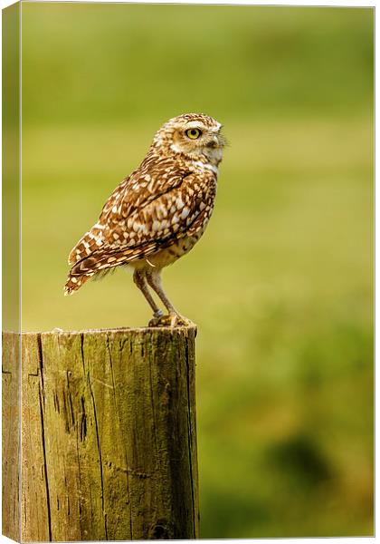 Burrowing owl on post Canvas Print by David Knowles