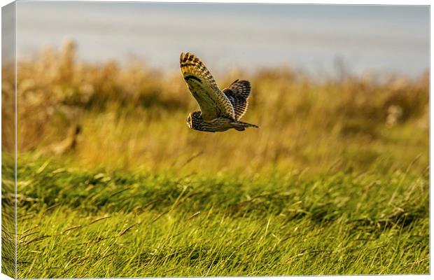 Hunting Short eared Owl Canvas Print by David Knowles