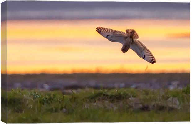 Short eared owl Sunset Canvas Print by David Knowles