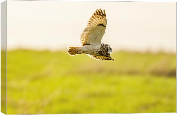 Short eared owl food shopping! Canvas Print by David Knowles