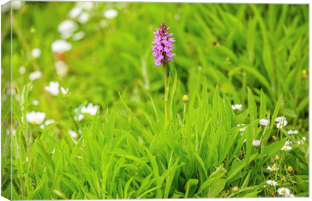 Magnificent Marsh Orchid Canvas Print by David Knowles