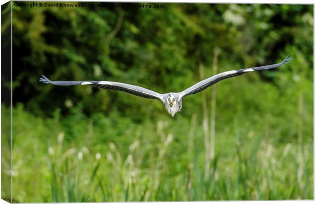 Heron flying at me Canvas Print by David Knowles