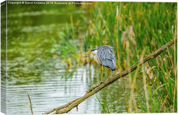 Heron looking for dinner Canvas Print by David Knowles