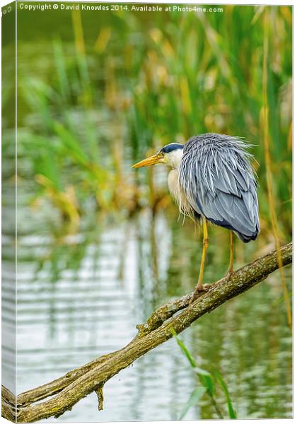 Heron on branch Canvas Print by David Knowles