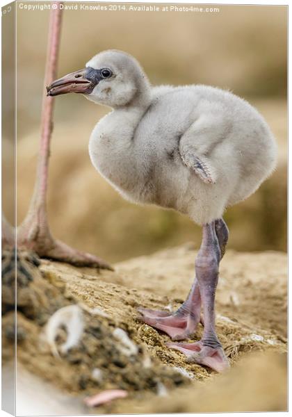 Greater Flamingo chick Canvas Print by David Knowles