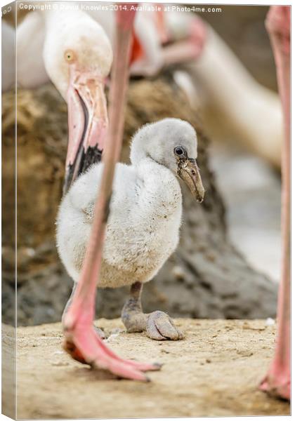 Mother and baby Flamingo Canvas Print by David Knowles
